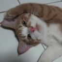 สร้อยมุก