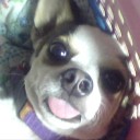 แมวดำฟันขาว