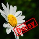 เจ้าจำปีน้อย exprezz