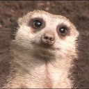 MeerKat Fresby