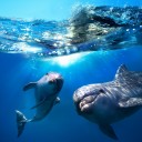 สมาชิกหมายเลข 3539194