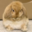 กระต่ายน้อยหลงรักหมูหยอง