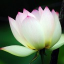 ดอกบัวขาวน้อยในสระกว้าง