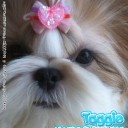 JiGGO InLove