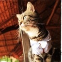 แมวน้อยนักเดินทาง