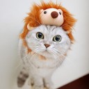 แมวน้อยหอยสังข์