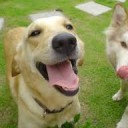 สมาชิกหมายเลข 1033017