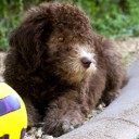 สมาชิกหมายเลข 1442853