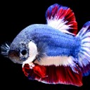 สมาชิกหมายเลข 2642058