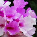 กระเทียมเถา