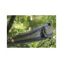 วิโรจน์