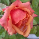 สมาชิกหมายเลข 1085054