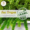 สมาชิกหมายเลข 2920829