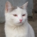 ปูปู่ปู้ปาป๊าเมี้ยว