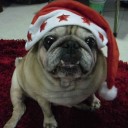 ปั๊กน้อยหมาบิ๊กอาย