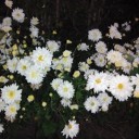 สมาชิกหมายเลข 1870640