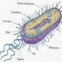 ราชาแบคทีเรีย