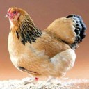 สมาชิกหมายเลข 3545081