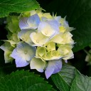 สมาชิกหมายเลข 1872371