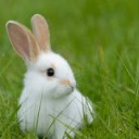 น้องแหนมกระต่าย