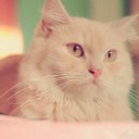 สมาชิกหมายเลข 2276900