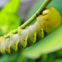 บุคคลไม่เป็นที่ประทับใจ