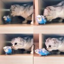 สมาชิกหมายเลข 3081964