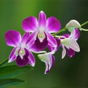 สมาชิกหมายเลข 3546279