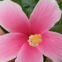 เฟิร์นข้าหลวง