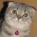 LovelyCat