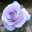 แสงโสมส่อง