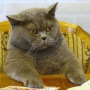 ปลาทองพุงย้อย