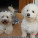 ช่อมะลิวัลย์