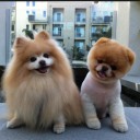 สมาชิกหมายเลข 1874235