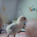 หมูอ้วน วะฮ่าๆๆ