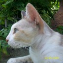 แมวหมูจอมป่วน