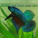 หัวใจไม่เคยว่าง