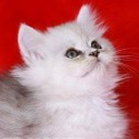 สมาชิกหมายเลข 1545433