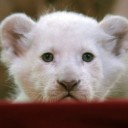 สมาชิกหมายเลข 1856724