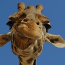 สมาชิกหมายเลข 3548747