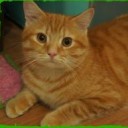 กระรอกสามสี