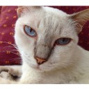 สมาชิกหมายเลข 1583690