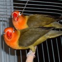 เลิฟเบิร์ด