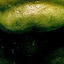 ช้างโคราช