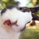 สมาชิกหมายเลข 3086424