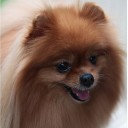 จุ๊งจังจอมจุ้น