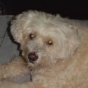 แทรคเตอร์ชมพู