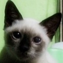 Maprow มะพร้าว(เหม็น)ตุ