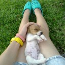 ชะอมดมแล้วหอม