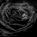 สมาชิกหมายเลข 3081145